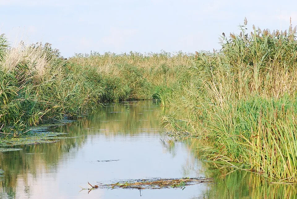 Comana Natural Park context image 4: Neajlov river delta near Comana.