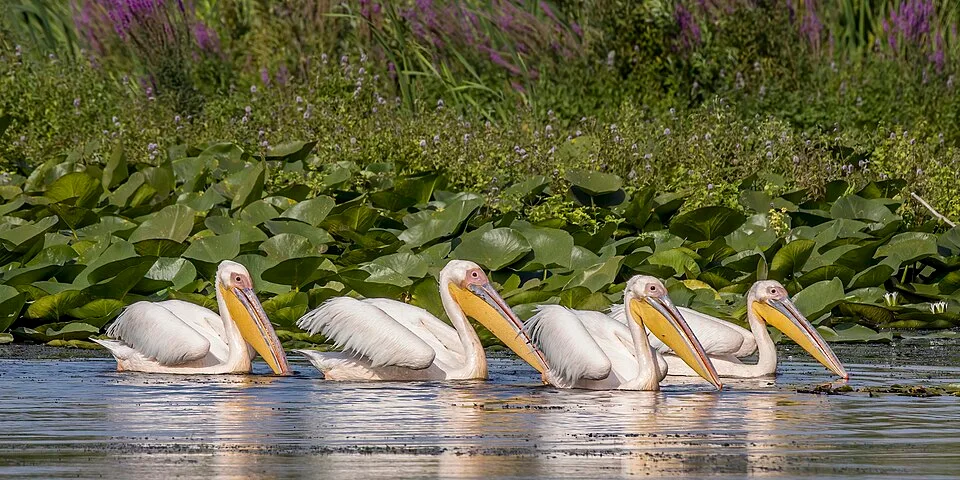 Tulcea waterfront and Delta gateway context image 2: White pelicans in the Danube Delta.
