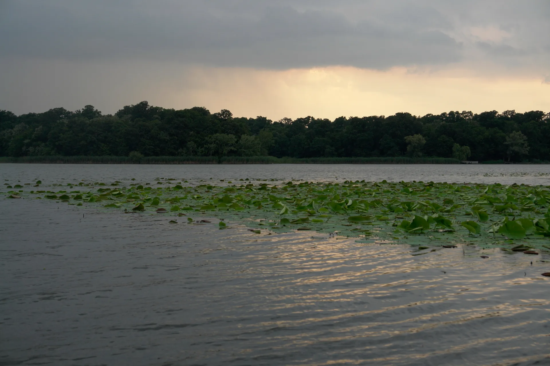 Vârful Țuțuiatu: Water lilies on Lake Snagov.