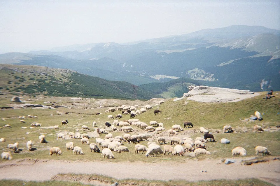 Sheep grazing during seasonal transhumance on the open high plateau of the Bucegi Mountains, a scene from the wider Diham/Bucegi area rather than from this forested saddle loop, which stays below treeline throughout.