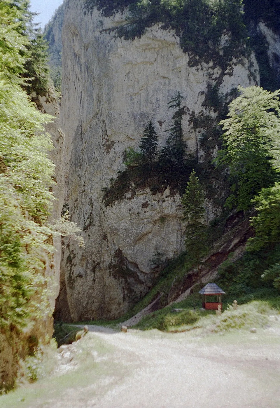 The narrow limestone walls of the Prăpăstiile Zărneștilor gorge.